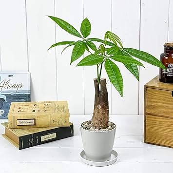 Amazon Co Jp 観葉植物 パキラ 太幹 3 5号鉢 受け皿付き 育て方説明書付き Pachira Glabra 発財樹 Diy 工具 ガーデン