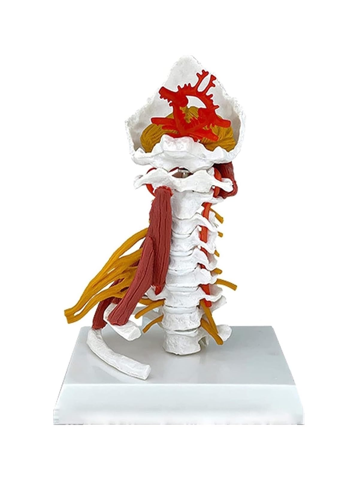 Colonne cervicale humaine modèle avec système neurovasculaire pour affichage