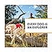 Ruffwear, Web Master, Multi-Use Support Dog Harness, Hiking and Trail Running, Service and Working, Everyday Wear, Twilight Gray, Medium