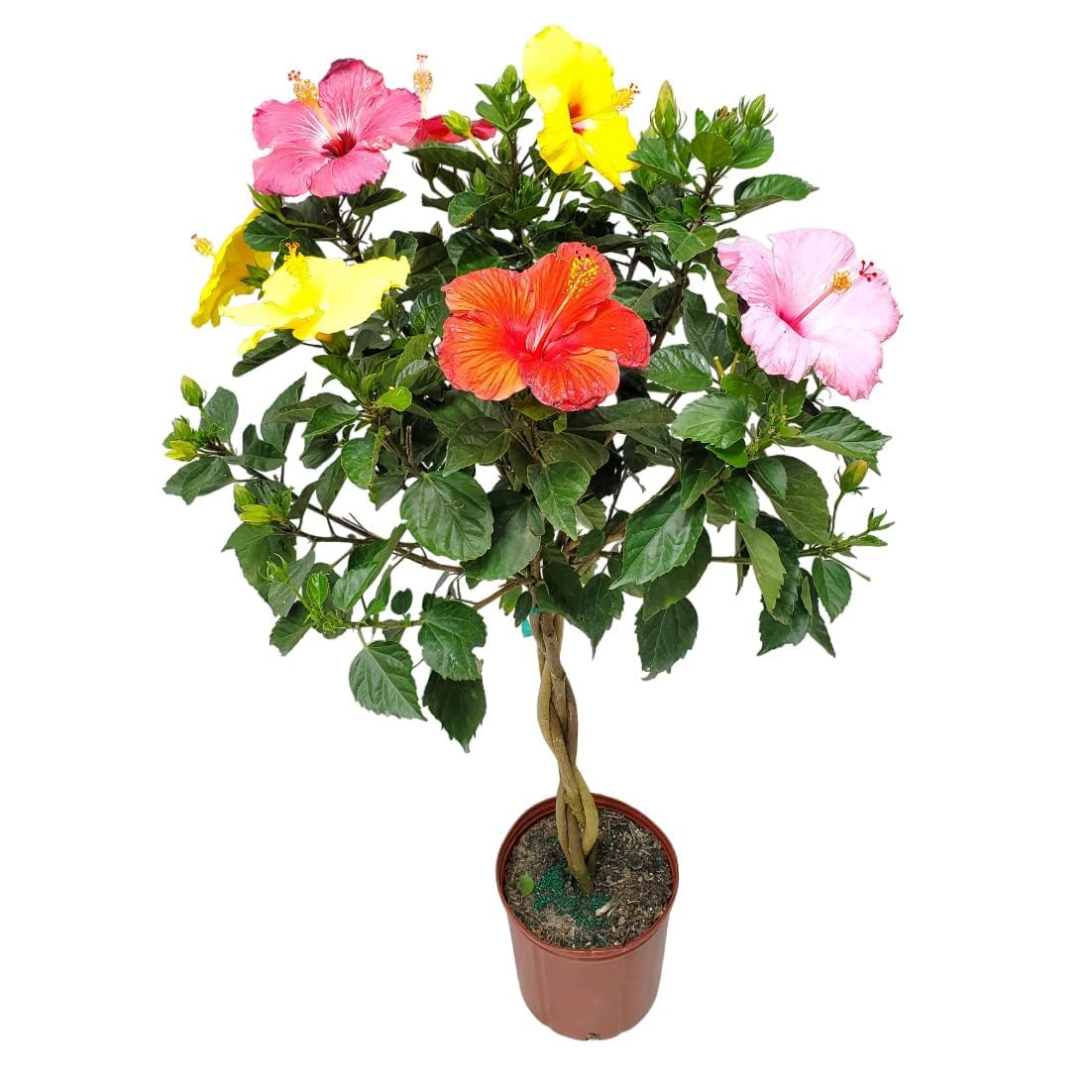 ONLINE PLANT BAZAR Rare Multicolour Hibiscus Gudhal Flower 5 To 7 Colour Grafted Live Plant MH-3 (B0CKDVB2SB) Amazon Price History, Amazon Price Tracker