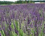 L+ Lavender Grosso Dark Purple Flowers (4' Size Pot, Bee Friendly, 16 Live Plants)