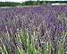 Findlavender - Lavender GROSSO (Dark Purple Flowers) - 4" Size Pot - Zones 4 - 11 - Bee Friendly - Attract Butterfly - Evergreen Plant - 18 Live Plants
