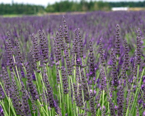 L+ Grosso Lavender – 8 Live Plants in 4' Pots – Dark Purple Flowers – Bee Friendly & Evergreen – Ideal for Aromatherapy & Garden Borders