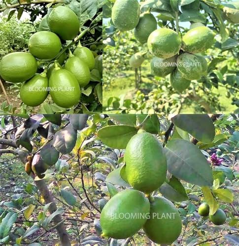 Image of All-Time12 Months Hybrid Grafted Guti Kolom Live Fruit Plant Original & Authentic for Outdoor Fast-Growing Fruit Plant Home Pack Of-1 (kagzi lemon plant pack of-1, Medium)