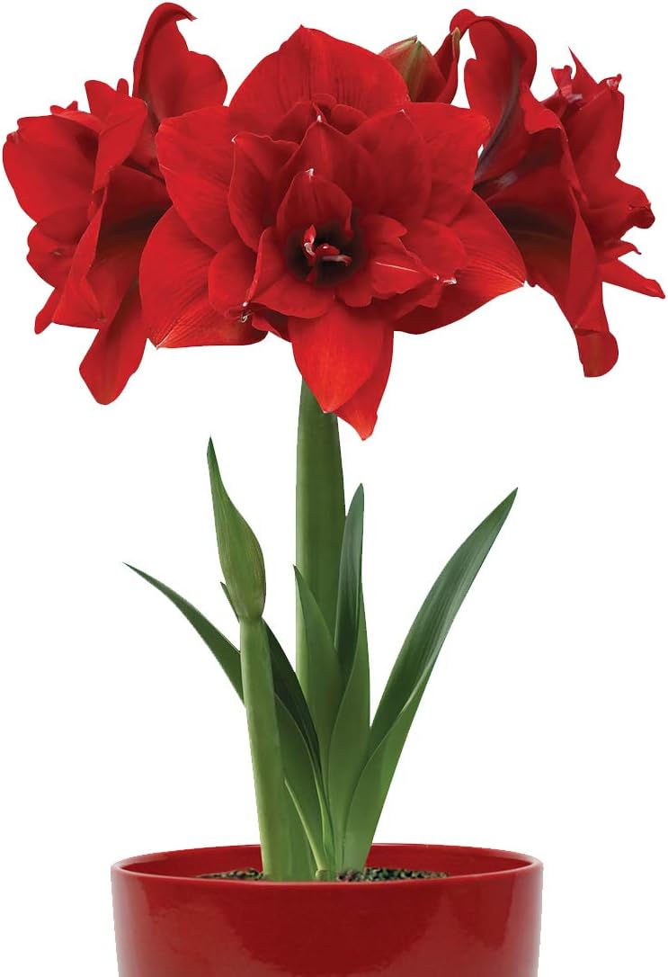 Burpee Double Dragon Indoor Blooming Amaryllis | 1 Large Flowering Bulb, 32/34 CM, without Bowl