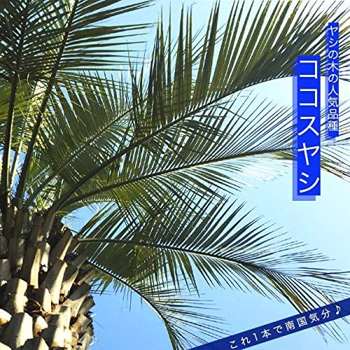日本未入荷 ヤシの木 形状良 ココスヤシ ヤシ ガーデニング シンボルツリー 庭 植木 庭木 植木 庭木 Labelians Fr