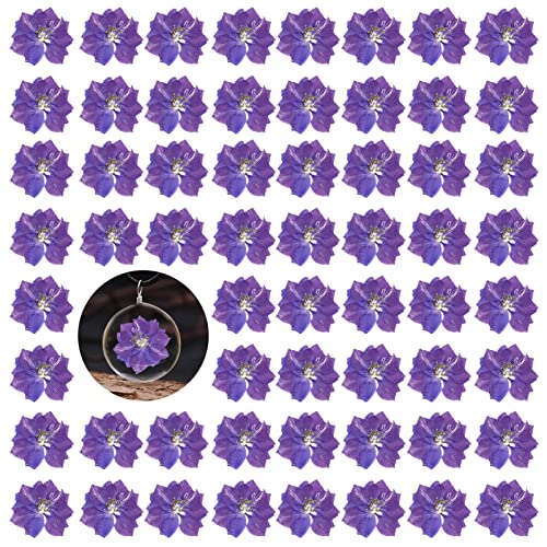 Flores prensadas secas larkspur moradas, 60 piezas naturales miniatura 1