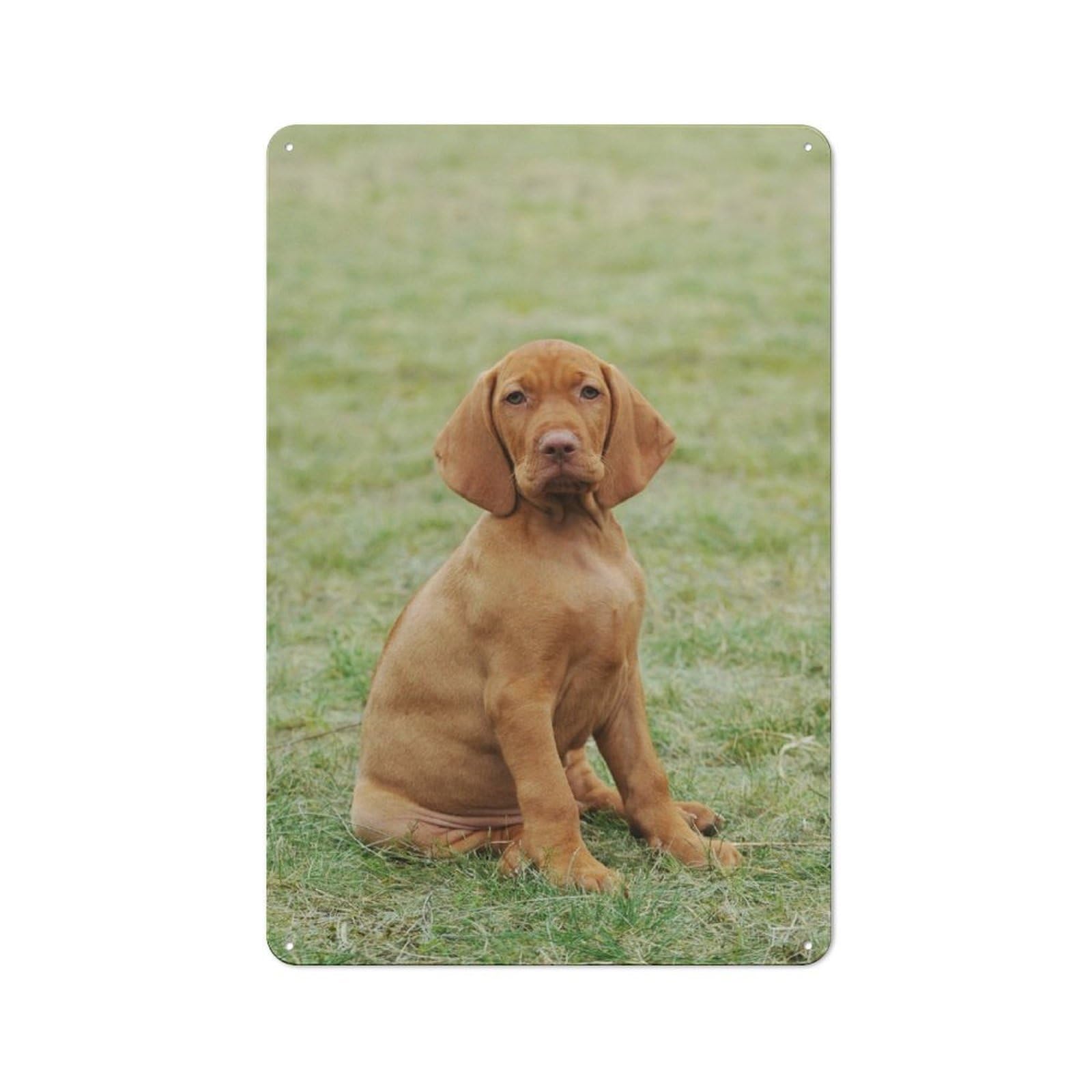 Junmoney Hungarian Vizsla Puppy Metal Sign 30X20cm With For Garage Wall, Vintage Decor, Tin Sign Wall Decor For Garages And Workshops