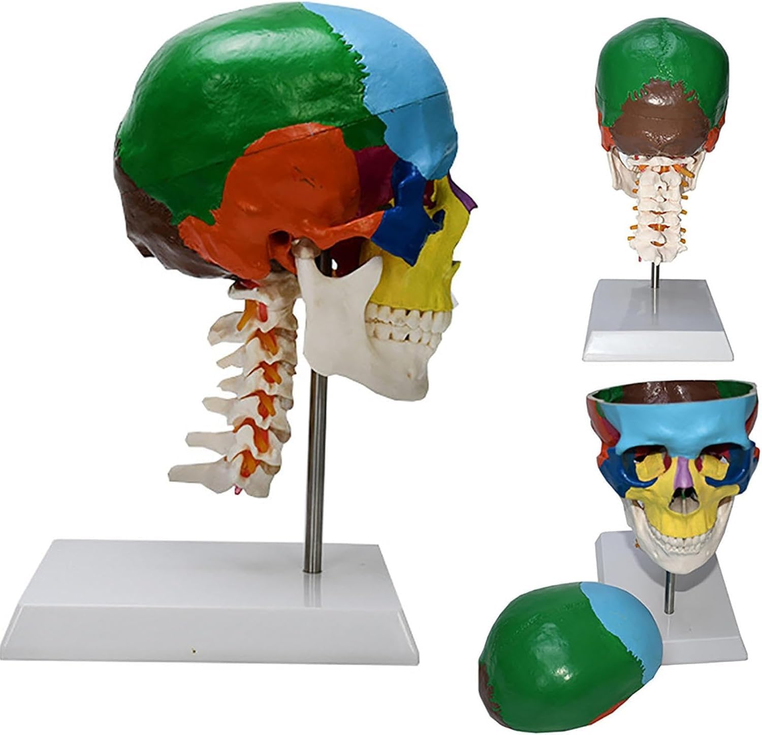 Modello anatomico del cranio umano con cervello e vertebra cervicale, a grandezza naturale, partizionato per insegnamento in aula scientifica, strumento educativo per studi di anatomia