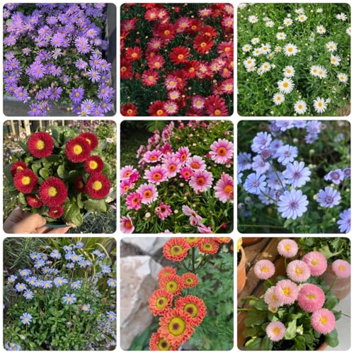 semi di margherita - giardino, margherita per luoghi soleggiati, ombra biologici aiuola perenne resistente 200pcs