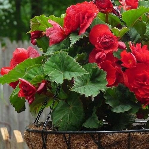 Seeds Semi Begonia Doppia scuro Fiore Rosso (Begonia tuberosa) 50 + Semi