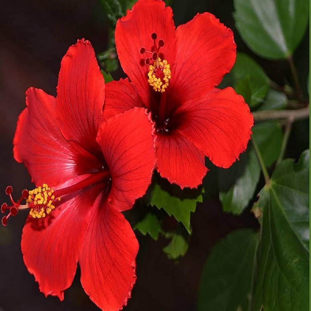 Matri Bhumi Red Hibiscus Gudhal Joba Puja Red colour Desi Flower Healthy Live Plant (Pack of 1).