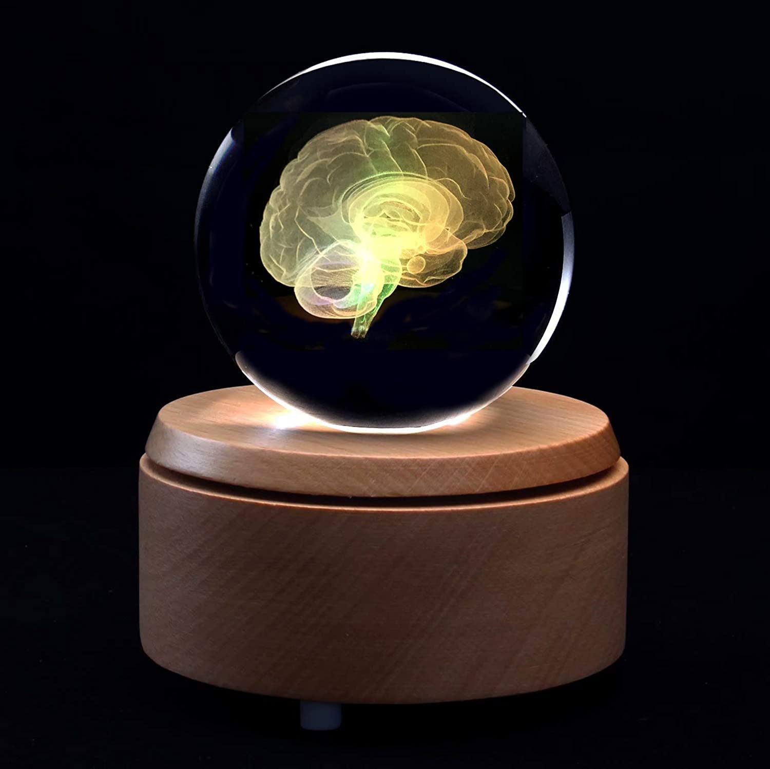 3D Human Brain Anatomical Model Paperweight with LED Base, Laser Etched for Science Enthusiasts and Educational Gifts