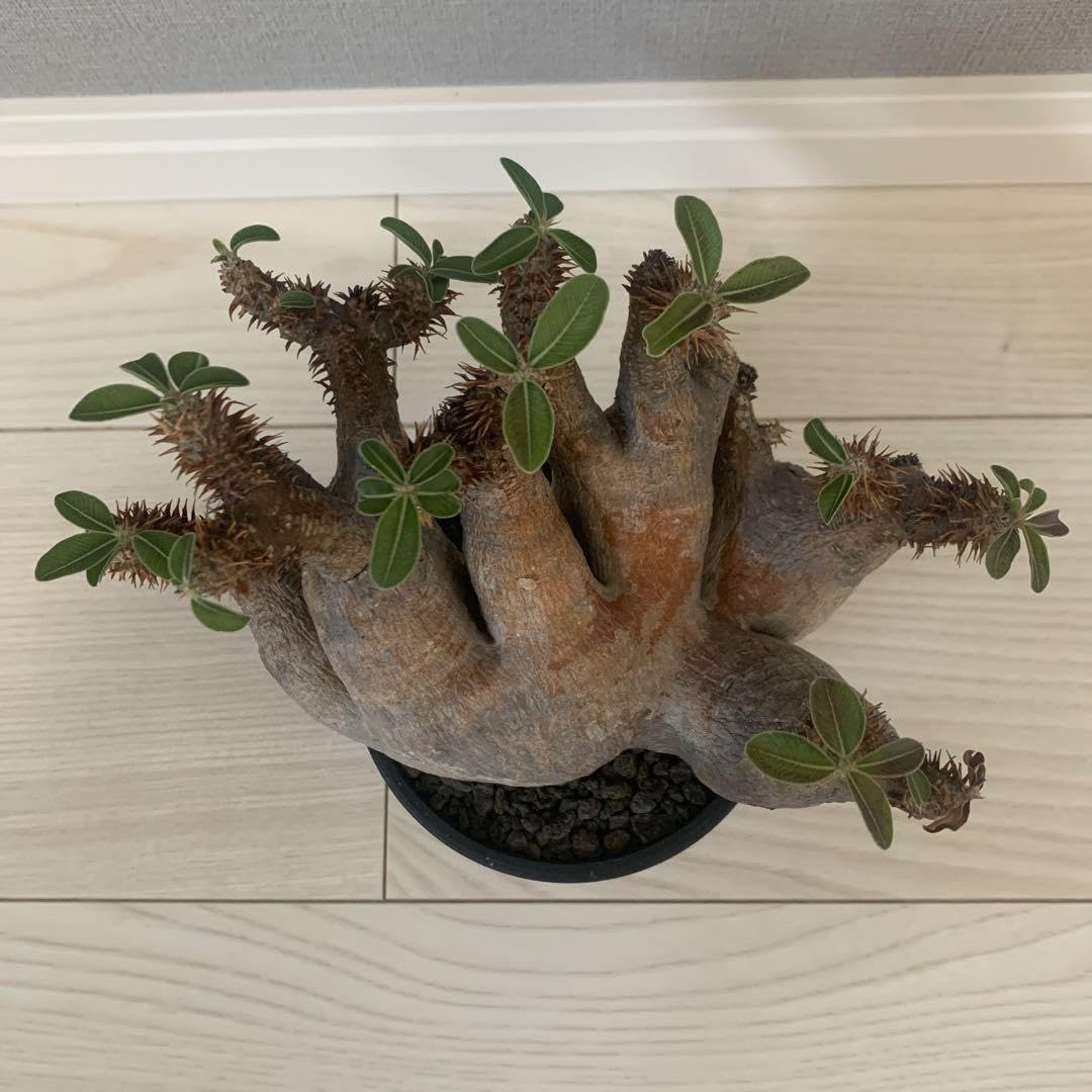 コンパクト良型】 マカイエンセ 多頭 【公式通販】