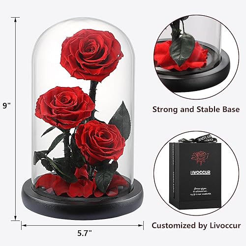 Miniatura 6 de Livoccur Forever - Rosa roja preservada hecha a mano en cúpula de cristal, hecha de flores frescas preservadas de 3 pulgadas, rosa de la Bella y la