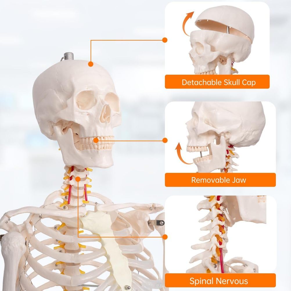 Modelo de esqueleto humano de tamaño natural de 70,8 pulgadas con nervioso y arteria carótida, esqueleto de anatomía posible en soporte rodante, 1 Uds.