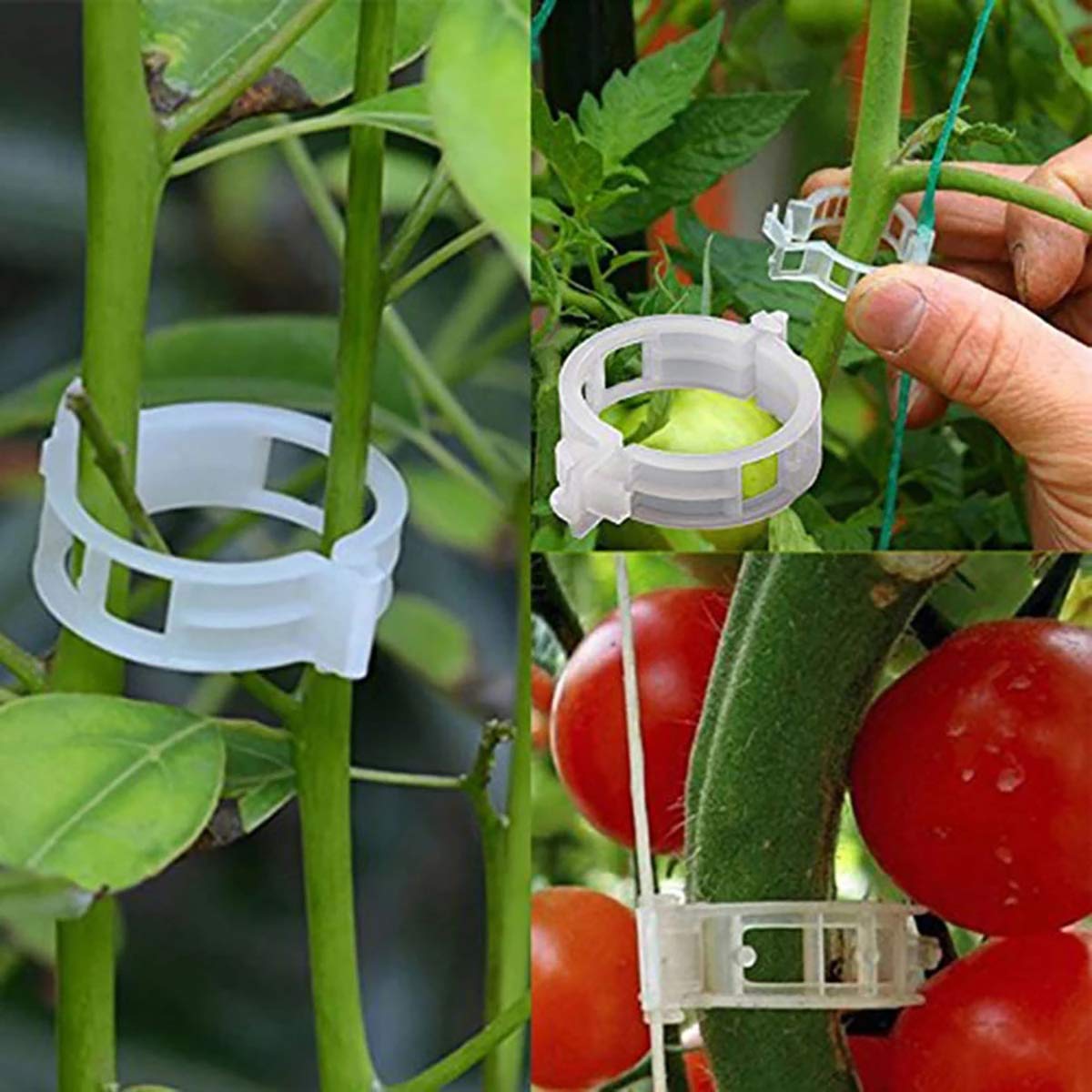 Clips Tomates, Tomates, Plantes Grimpantes, Guisants
