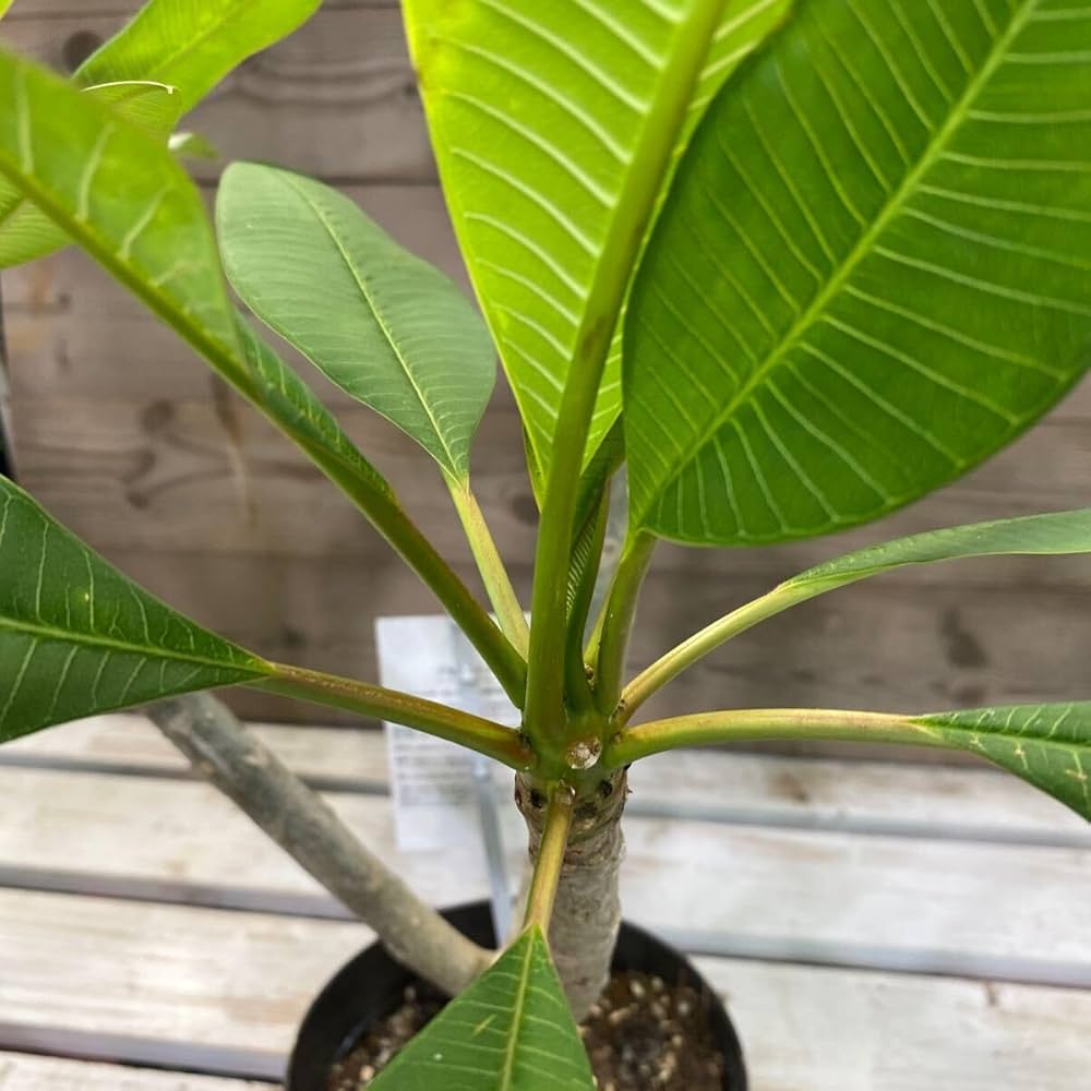 プルメリア　シンクロなニシティーとボレロ2株セット 苗木 鉢ごと発送 プルメリア シンクロなニシティーとボレロ2株セット 苗木 鉢ごと発送