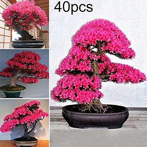Whiie891203 Flower Seeds,100Pcs Maple Tree Seeds Plant Home Garden Bonsai Office Yard Landscaping Decor - 1# Maple Tree Seeds