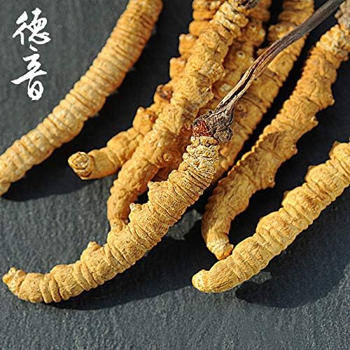 Miniatura 3 de Genuino seco Cordyceps sinensiswinterworm summerherb, Ophiocordyceps sinensis, Tíbet destacado, (6 piezas) peso neto 0.04 oz.