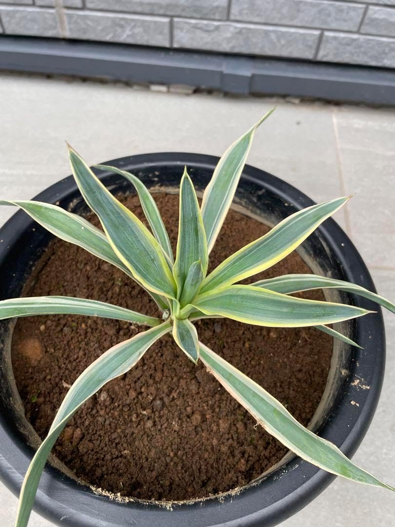 ユッカ 観葉植物、バリエガータ、抜き苗 aloifolia 