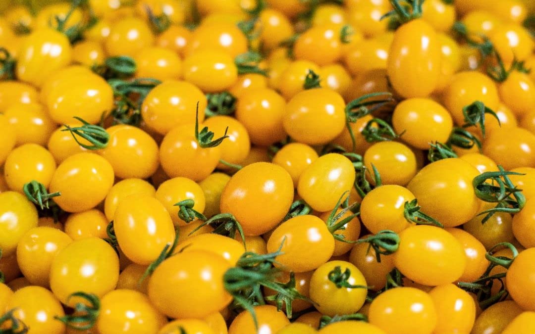 Italian Gourmet Pomodoro Datterino Giallo in Succo, gelbe Tomaten 12 x 400g | Interi non pelati dal gusto dolce; ganze ungeschälte Früchte für Pasta, Gesamtnettogewicht 4,8 kg + Kostenlos Polpa 400g