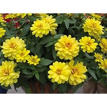 100+ Profusion Double Yellow Zinnia Seeds Flowers Blooms Garden Planting