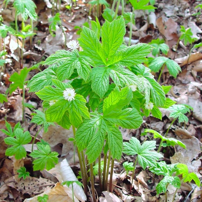 Miniatura 8 de 10 raíces de sello de oro, raíces de hierbas de sello de oro, planta prenal de sello de oro raíces desnudas para plantar