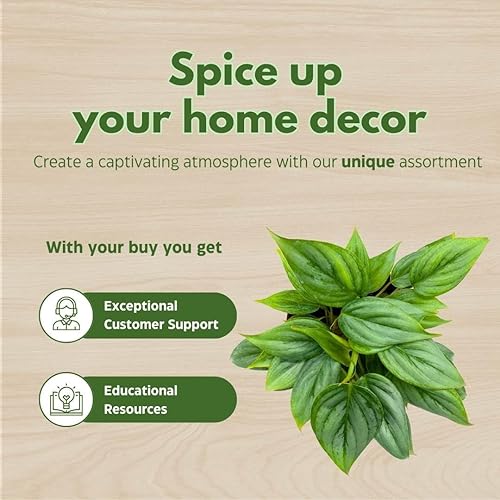 Miniatura 6 de BubbleBlooms Philodendron Sodiroi Ornatum Silver, Philo de hoja plateada en maceta de 4 pulgadas