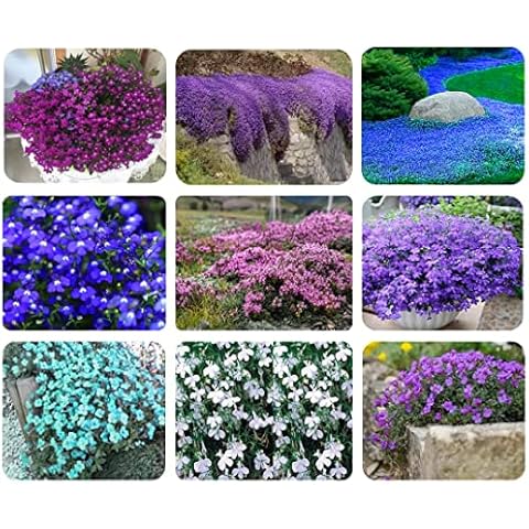 Mix Creeping Thyme Seeds for Planting Ground Cover Plants, Heirloom Non-GMO Thyme, 5 Colors- Individual packag, Easy to Plant and Grow, 1000+ Cover