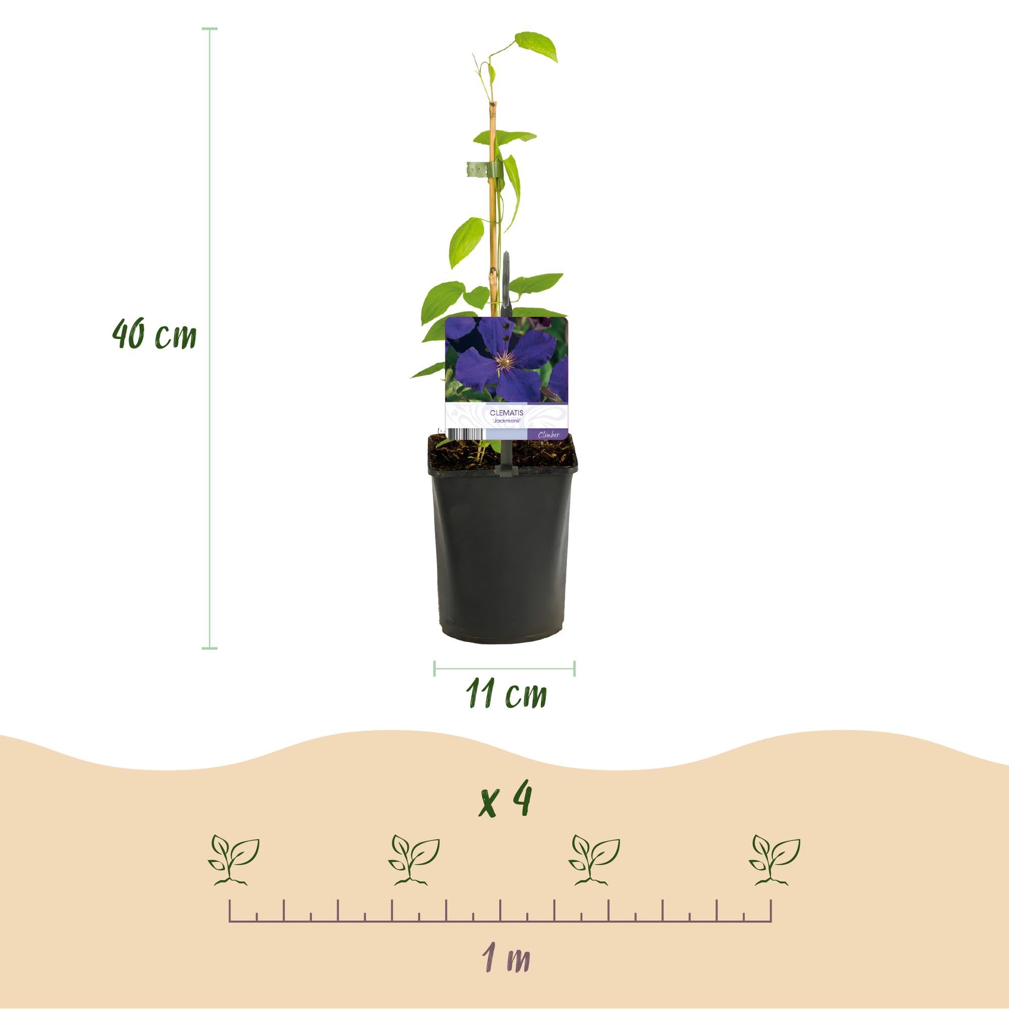 Plantas Trepadoras Clematis para Jardín, Multicolor, Set de 4, 40cm
