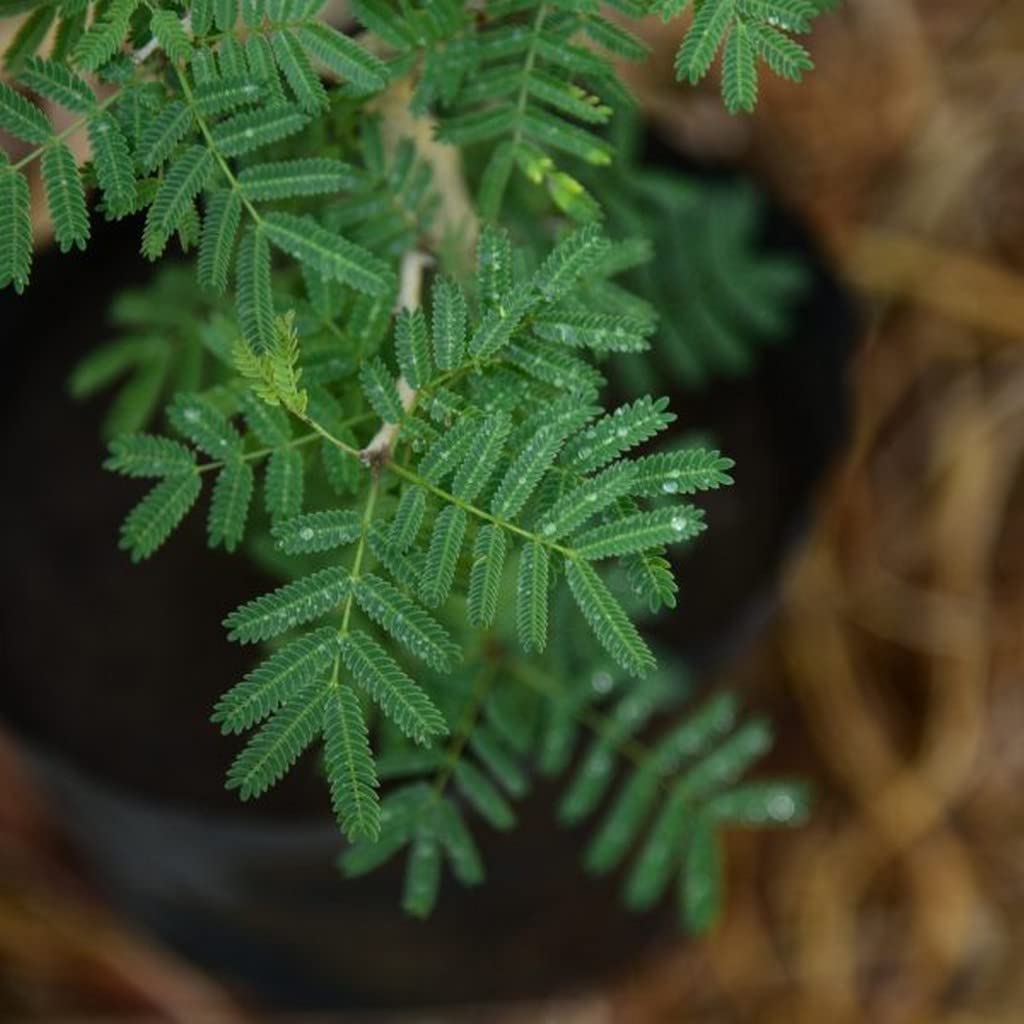 Buy Creative Farmer Shami Plant (Vanni Maram) For Terrace/Balcony