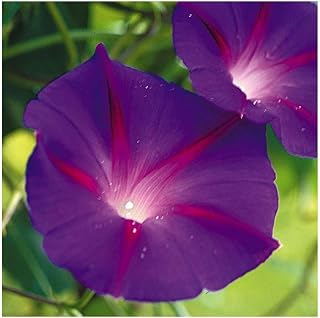 PREMIER SEEDS DIRECT Morning Glory - Ipomoea - Black Knight - 110 Seeds