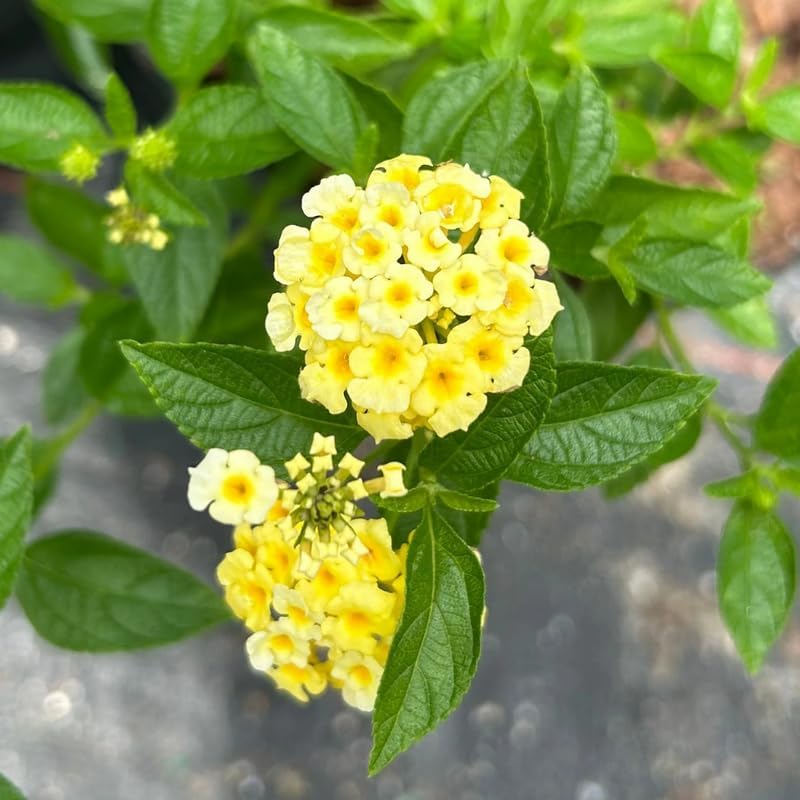 Pack 4 Lantana Plants Live, Hardy Flowering Perennial for Outdoor Planting, 4-8 Inches Tall, Yellow Blooms