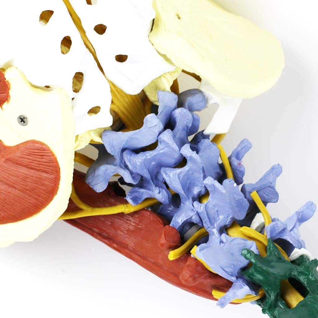Kolorowy model kręgosłupa 1: 1 z basenem i zabarwionym modelem anatomii nerwowo-mięśniowej i dydaktycznej jako materiał do nauki lub nauczania