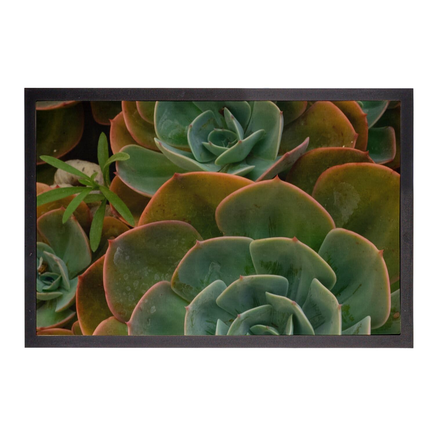 Paillasson Joubarbe Sempervirens tapis de propreté dimensions 75x50cm