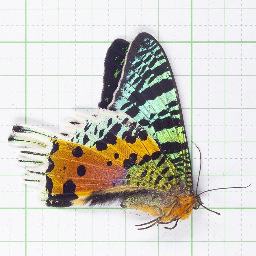 未展翅・昆虫標本No.181 ニシキオオツバメガ標本落札合計3000以上で定形外!!From Finch