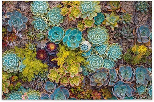 Preisvergleich Produktbild LIXB Sukkulenten, 1000 Puzzles für Erwachsene, Kinderspiele, Familienerziehung, Rätsel zum Stressabbau, Heimdekoration, Hintergrundwandbilder