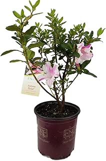 New Life Nursery & Garden / - / - Autumn Twist Encore Azalea, / - Full Gallon Pot - coolthings.us