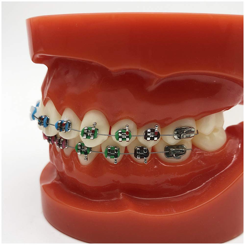 Model Zębów Typodont, Demonstracyjny Model Ortodontyczny Dental Typodont, Model Do Nauki O Zębach Zębowych, Model Dydaktyczny Do Nauczania Przedmiotów Ścisłych,
