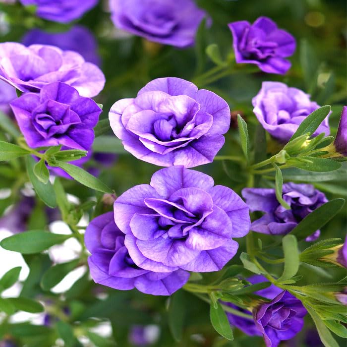 花 リヤドロ 花の小径 花の小径 | リヤドロ公式オンライン MEZZ パワー