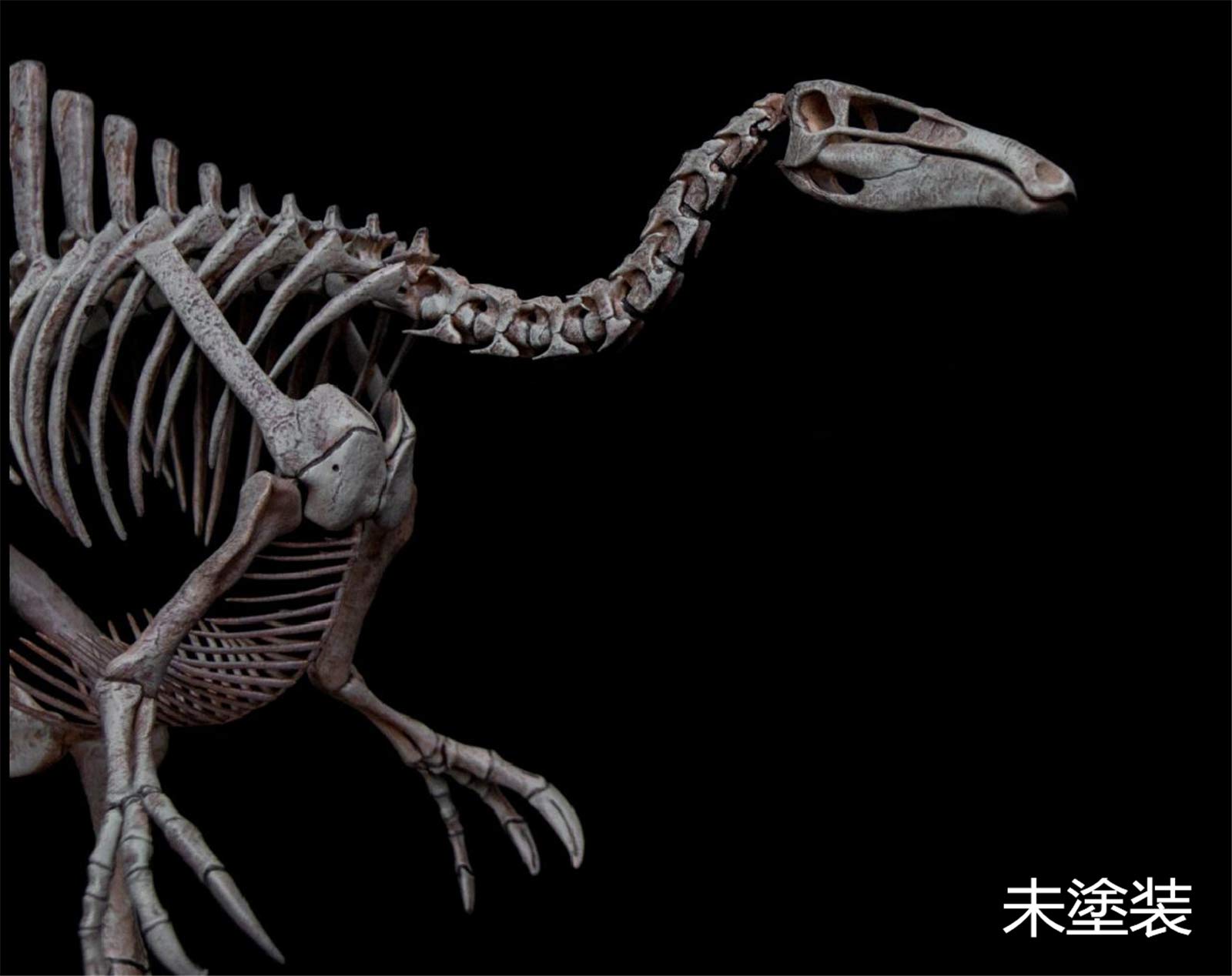 Amazon | 恐竜博物館 1/20 サイズ デイノケイルス Deinocheirus 骨格