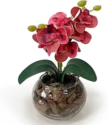 Arranjo Mini Orquídea Artificial no Vaso de Vidro Transparente com Casca – Decoração Sofisticada (Fúcsia)