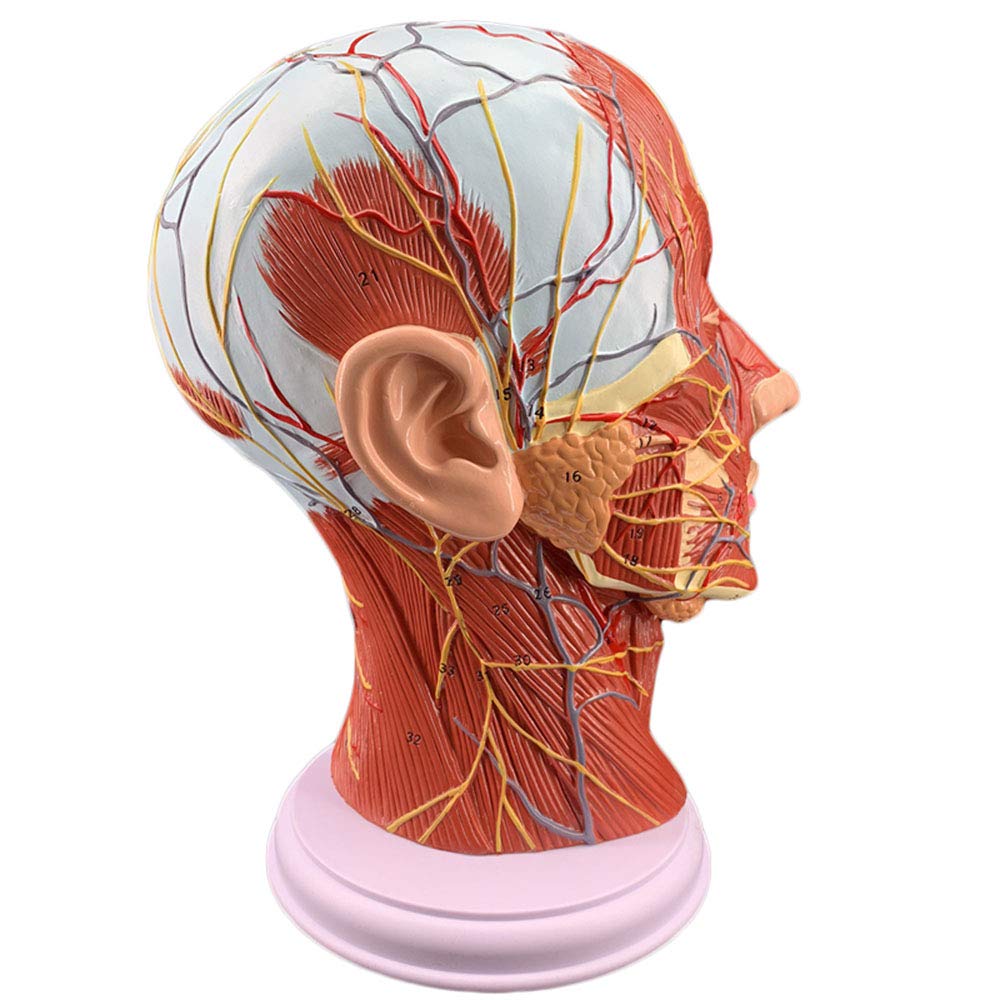 Sjdopulse A Human Half Head Model - Head Sagittal Section With Blood Vessel Nd Nerve Model - Medical Natomical Head Mid-Sagittal Section Blood Vessel Nerve Model - For Study Teaching (A)