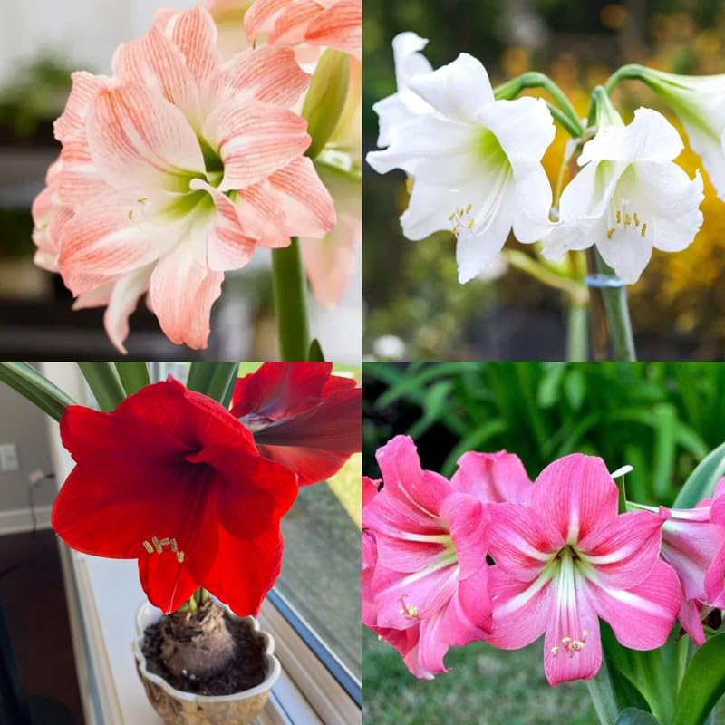 Amaryllis Lily Double Flower Bulbs Multi-Color (Pack of 10 Flower Bulbs)-image-43