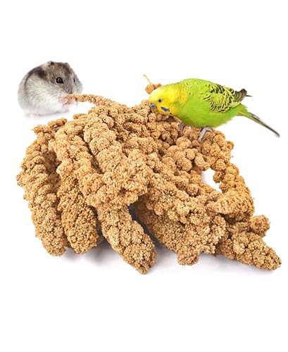 Healthy And Delicious Treats For Budgies - A Guide To Spoiling Your ...