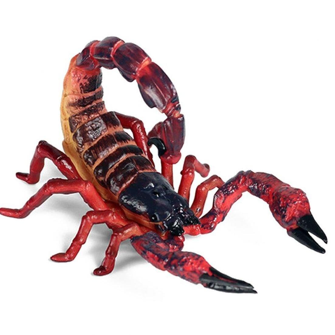 Amazon.co.jp: シミュレーション サソリ モデル プラスチック 教育