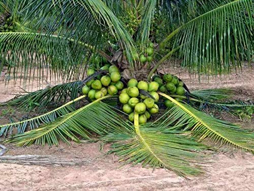 Nursery Live Rare Coconut Live Plant - Qualitative Hybrid Kerala Coconut Tree Plant (18th Patta Dwarf) (1 Healthy Live Fruit Plant) (B09GNN22G8) Amazon Price History, Amazon Price Tracker