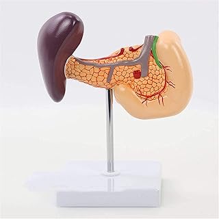 Study Model Educational Model Human Organ Anatomy Model Pancreatic Digestive System Spleen and Duodenum Liver Gallbladder Spleen Model Medical Teaching,Medical Models SaiFei