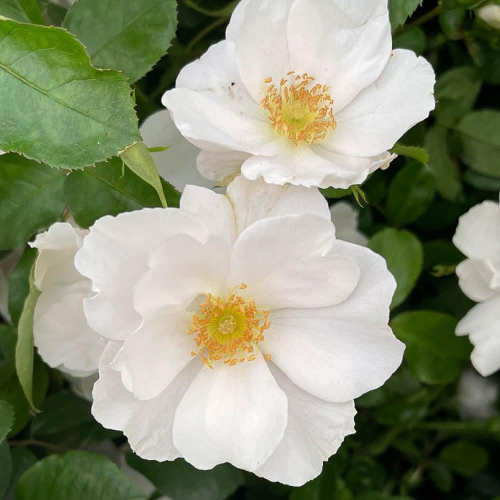 Yougarden White Harkness Roses Teresa's Rose, Established 4 Litre, Pot Shrub Plant, Ready To Plant Garden Colour